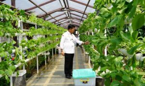 Pengaruh Perubahan Iklim terhadap Sektor Pertanian di Indonesia dan Strategi Adaptasinya